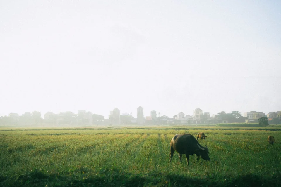Kho gạo của Lê Trung